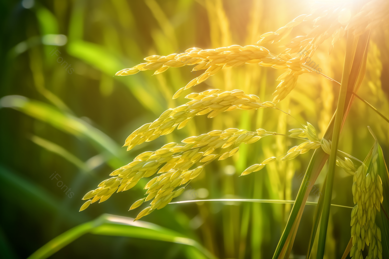 植物稻穗背景,高清,摄影图,摄影图片,图片大全,摄影图免费下载